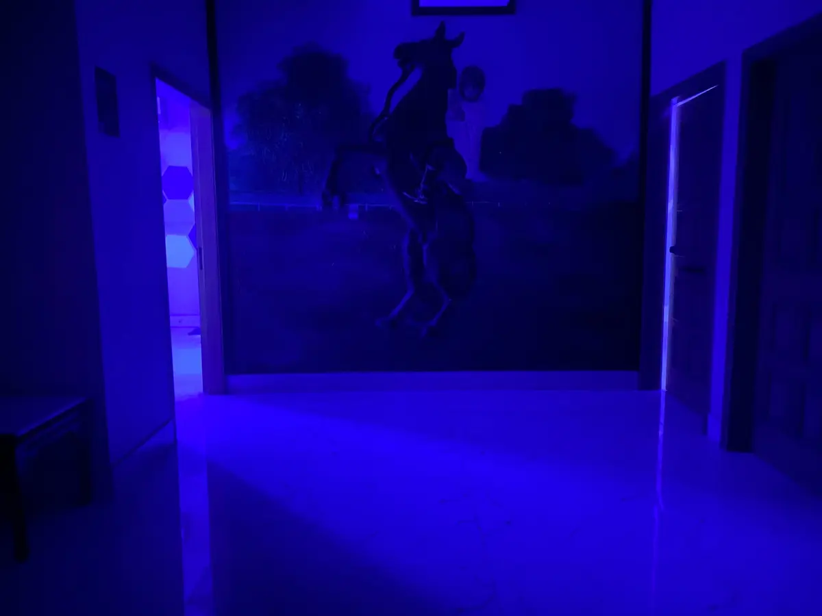 The corridor between the two ARISE family rooms, lit blue, with a horse-and-rider mural